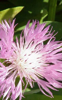 Silber-Flockenblume - lässt sich nach der Blüte zurück schneiden und durch Teilung vegetativ vermehren Gartenstauden 