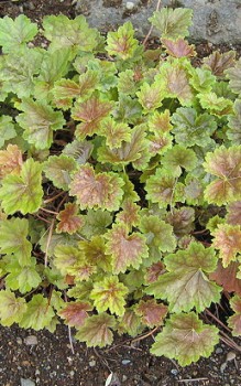 Silberblättriges Purpurglöckchen Samen müssen kühlen Temperaturen ausgesetzt sein, damit sie auskeimen Gartenstauden 