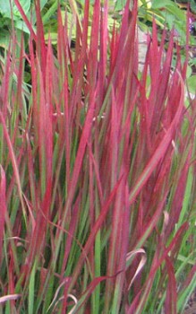 Silberhaargras wegen ihrer blutroten Blätterfärbung auch Japanisches Blutgras genannt Gräser und Farne 