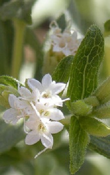 Süßkraut - hat eine um ein Vielfaches höhere Süßkraft als Zucker Kräutergarten Pflanzen 