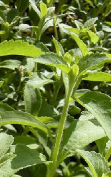 Süßkraut - hat eine um ein Vielfaches höhere Süßkraft als Zucker Kräutergarten Pflanzen 
