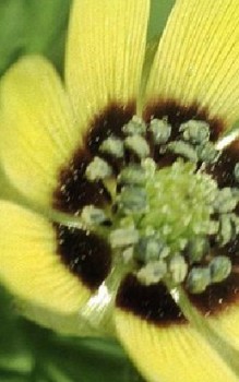 Sommer Adonisröschen Steingartenpflanzen 