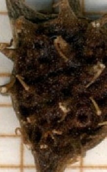 Sommer Adonisröschen Steingartenpflanzen 