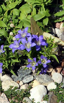 Sommer-Enzian Steingartenpflanzen 