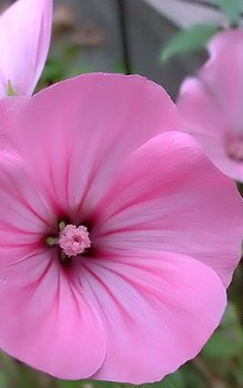 Bechermalve leider etwas anfällig gegen die Brennfleckenkrankheit Gartenstauden