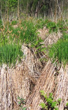 Steife Segge braucht im Garten durchlässigen, möglichst feuchten kalkarmen Boden Gräser und Farne 