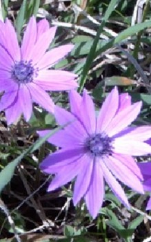 Stern Anemone Steingartenpflanzen 