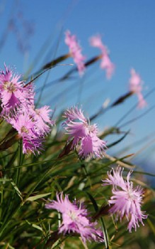 Sternbergsnelke Steingartenpflanzen 