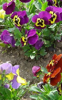 Stiefmütterchen Steingartenpflanzen 