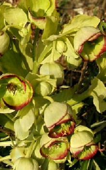 Stinkende Nieswurz Steingartenpflanzen 