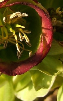 Stinkende Nieswurz Steingartenpflanzen 