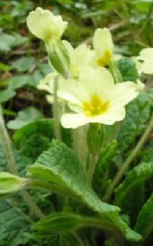 Stängellose Schlüsselblume Steingartenpflanzen
