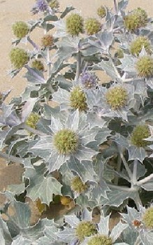 Stranddistel Kräutergarten Pflanzen