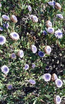 Strauchige Kugelblume - Blütezeit liegt im Herbst oder zeitigen Frühjahr Steingartenpflanzen