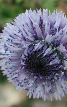 Strauchige Kugelblume - Blütezeit liegt im Herbst oder zeitigen Frühjahr Steingartenpflanzen