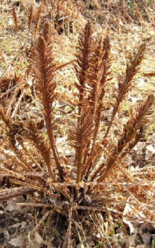 Straußenfarn - benötigt genügend Platz, um sich ungehindert ausbreiten zu können Gräser und Farne 