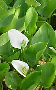 Sumpf Calla - alle Pflanzenteile der Sumpf-Calla sind giftig Wasserpflanzen