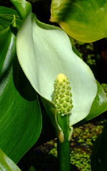 Sumpf Calla - alle Pflanzenteile der Sumpf-Calla sind giftig Wasserpflanzen 