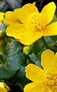 Sumpfdotterblume - in kleinen Gruppen an den Beckenrand des Gartenteichs Wasserpflanzen 