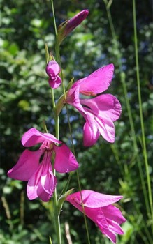Sumpfgladiole - Man pflanzt sie kleinen Gruppen mit einem Pflanzabstand Wasserpflanzen 