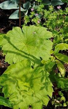 Tafelblatt Saxifra als Solitärpflanze oder in kleinen Gruppen Gartenstauden 