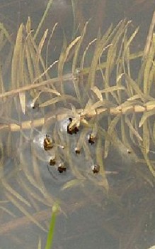 Tannenwedel Wasserpflanzen