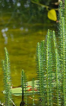 Tannenwedel Wasserpflanzen
