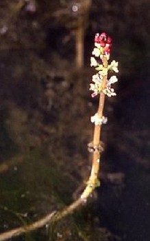 Tausendblatt Wasserpflanzen 