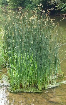 Teich Simse - kann sich schnell durch ihre Ausläufer ausbreiten Wasserpflanzen 
