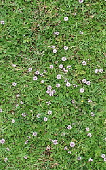 Teppich Verbene - bildet Samen, die sich weiter verbreiten können Steingartenpflanzen