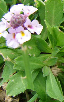 Teppich Verbene - bildet Samen, die sich weiter verbreiten können Steingartenpflanzen 