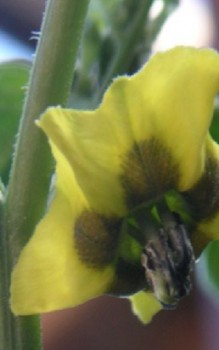 Tomatillo Heilpflanzen 