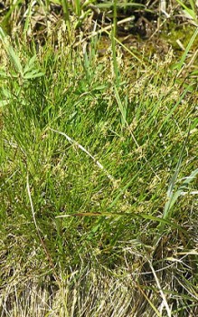 TorfGras Segge - Die Stängel sind im Querschnitt rund bis dreikantig Gräser und Farne 
