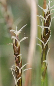 TorfGras Segge - Die Stängel sind im Querschnitt rund bis dreikantig Gräser und Farne 
