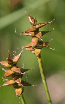 TorfGras Segge - Die Stängel sind im Querschnitt rund bis dreikantig Gräser und Farne 