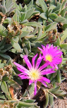 Transvaal-Mittagsblume Pflanzabstand von jeweils etwa 20cm Steingartenpflanzen 