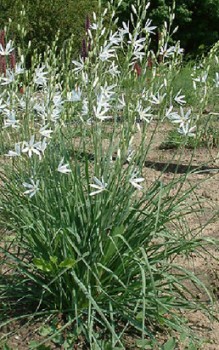 Traubige Graslilie - sie ist absolut winterhart, benötigt also keinen Frostschutz Gartenstauden