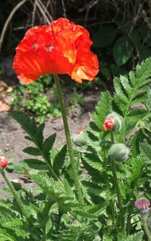 Türkischer Mohn - die Blüten werden von Insekten bestäubt Steingartenpflanzen