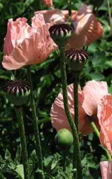Türkischer Mohn - die Blüten werden von Insekten bestäubt Steingartenpflanzen 