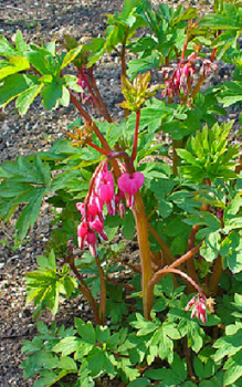 Tränendes Herz - braucht einen etwas geschützten Platz Gartenstauden 