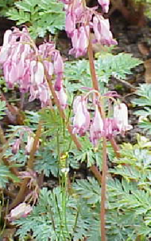 Tränendes Herz - braucht einen etwas geschützten Platz Gartenstauden 