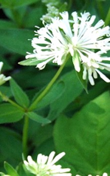 Turin-Meier - oder Turiner Waldmeister genannt Mauerbepflanzung 