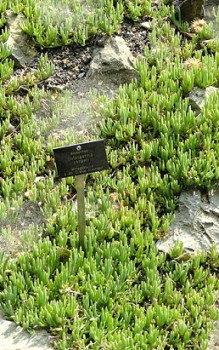 Rote Mittagsblume eigene vegetative Vermehrung mit Stecklingen Steingartenpflanzen 