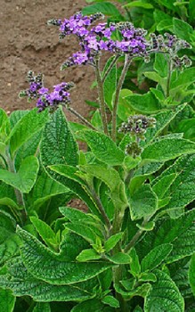 Vanilleblume Kräutergarten Pflanzen 
