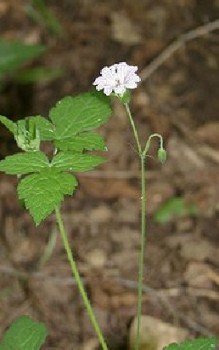 Verschiedenfarbiger Storchschnabel Steingartenpflanzen 