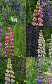 Vielblättrige Lupine - dunklen Flecken auf Blättern, braune Stiele schwächeren Wuchs Gartenstauden