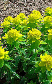 Vielfarbige Wolfsmilch - Milchsaft ist giftig und kann bei Kontakt zu Hautirritationen führen Mauerbepflanzung 