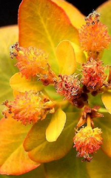 Vielfarbige Wolfsmilch - Milchsaft ist giftig und kann bei Kontakt zu Hautirritationen führen Mauerbepflanzung 