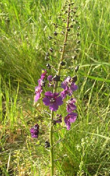Violette Königskerze Gartenstauden 