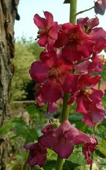 Violette Königskerze Gartenstauden 